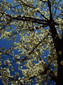 Blossom