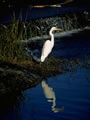 Crane