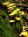 Fungus