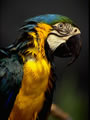 Macaw