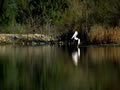 Pelican